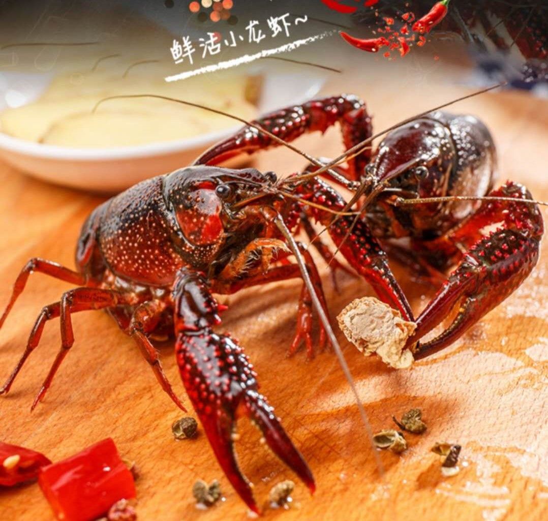 鲜活【小龙虾】青壳鲜活大号野生小龙虾 (2-3人份) 1Kg